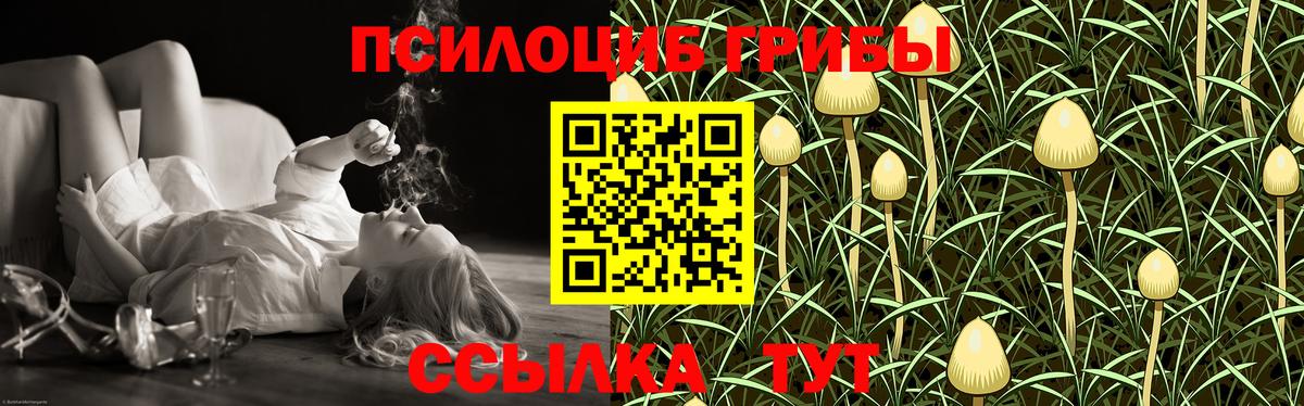 Галлюциногенные грибы Psilocybine cubensis Шебекино